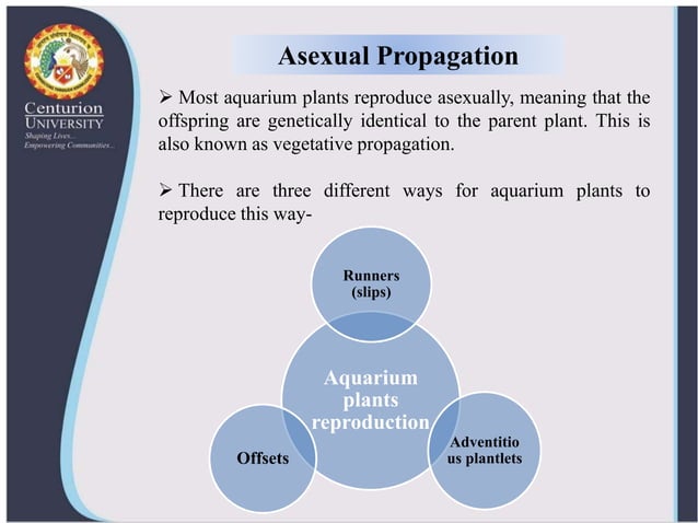Ornamental aquatic plants and their propagation | PPTX - Small Aquatic Plant Care And Propagation Techniques