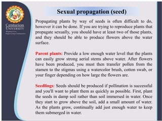 Image showcasing Ornamental aquatic plants and their propagation | PPTX