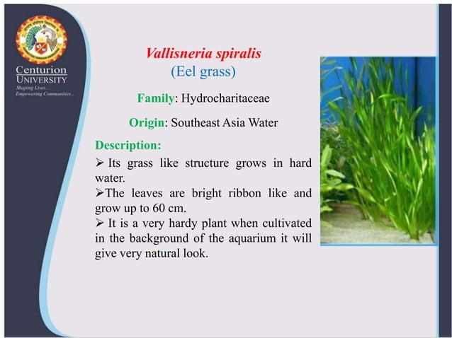 Ornamental aquatic plants and their propagation | PPTX
