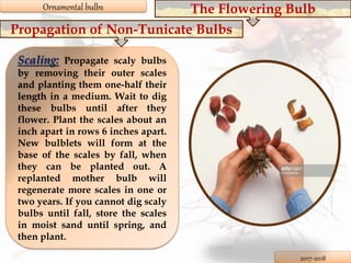 Ornamental bulbs | PPTX