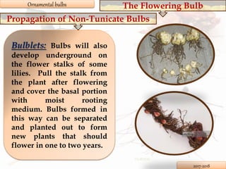 Ornamental bulbs | PPTX