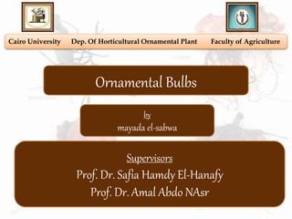 Cairo University Dep. Of Horticultural Ornamental Plant Faculty of Agriculture
Ornamental Bulbs
by
mayada el-sabwa
Supervisors
Prof. Dr. Safia Hamdy El-Hanafy
Prof. Dr. Amal Abdo NAsr
 