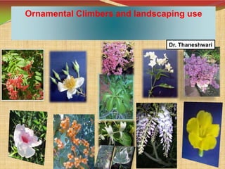 Ornamental Climbers and landscaping use
Dr. Thaneshwari
 