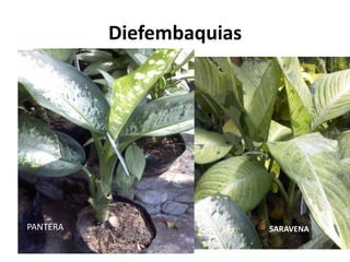 Diefembaquias




PANTERA                   SARAVENA
 