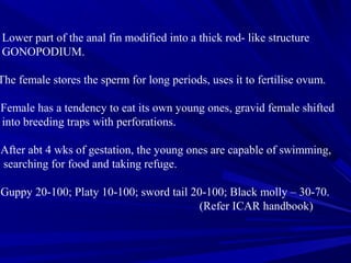 Lower part of the anal fin modified into a thick rod- like structure
GONOPODIUM.

The female stores the sperm for long periods, uses it to fertilise ovum.

Female has a tendency to eat its own young ones, gravid female shifted
into breeding traps with perforations.

After abt 4 wks of gestation, the young ones are capable of swimming,
searching for food and taking refuge.

Guppy 20-100; Platy 10-100; sword tail 20-100; Black molly – 30-70.
                                         (Refer ICAR handbook)
 