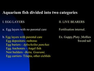 Aquarium fish divided into two categories

I. EGG LAYERS                              II. LIVE BEARERS

a. Egg layers with no parental care        Fertilisation internal.

b. Egg layers with parental care           Ex. Guppy,Platy ,Mollies
   Egg depositors- rasboras                             Sword tail
   Egg buriers - Aplocheilus panchax
   Egg Anchorers – Angel fish
   Nest builders –Betta, Gourami,
   Egg carriers- Tilapia, other cichlids
 