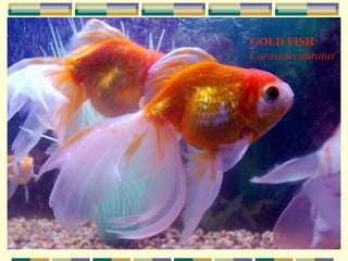 GOLD FISH
Carassius auratus
 