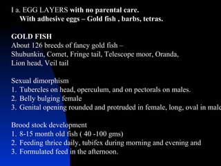 I a. EGG LAYERS with no parental care.
   With adhesive eggs – Gold fish , barbs, tetras.

GOLD FISH
About 126 breeds of fancy gold fish –
Shubunkin, Comet, Fringe tail, Telescope moor, Oranda,
Lion head, Veil tail

Sexual dimorphism
1. Tubercles on head, operculum, and on pectorals on males.
2. Belly bulging female
3. Genital opening rounded and protruded in female, long, oval in male

Brood stock development
1. 8-15 month old fish ( 40 -100 gms)
2. Feeding thrice daily, tubifex during morning and evening and
3. Formulated feed in the afternoon.
 
