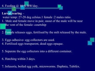 4. Feeding @ 10 % BW/day.

Larval rearing –
water temp: 27-28 deg celsius.1 female :2 males ratio.
1. Male and female move in pair, snout of the male will be near
   the vent of the female- courtship

2. Female releases eggs, fertilised by the milt released by the male.

3. Eggs adhesive- egg collectors are used.
4. Fertilised eggs transparent, dead eggs opaque.

5. Separate the egg collectors into a different container.

6. Hatching within 3 days.

7. Infusoria, boiled egg yolk, microworms. Daphnia, Tubifex.
 