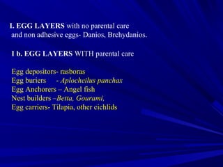 I. EGG LAYERS with no parental care
 and non adhesive eggs- Danios, Brchydanios.

I b. EGG LAYERS WITH parental care

Egg depositors- rasboras
Egg buriers - Aplocheilus panchax
Egg Anchorers – Angel fish
Nest builders –Betta, Gourami,
Egg carriers- Tilapia, other cichlids
 