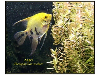 Angel
Pterophyllum scalare
 