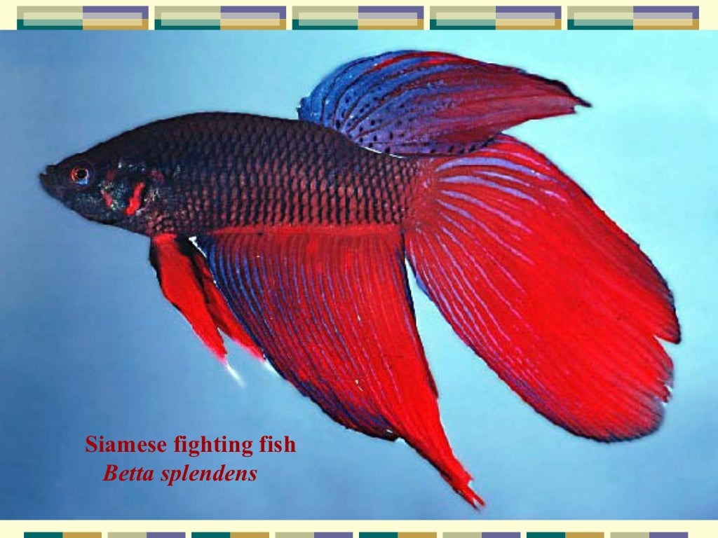Ornamental fish breeding