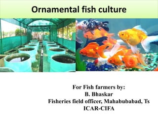 Ornamental fish culture
For Fish farmers by:
B. Bhaskar
Fisheries field officer, Mahabubabad, Ts
ICAR-CIFA
 
