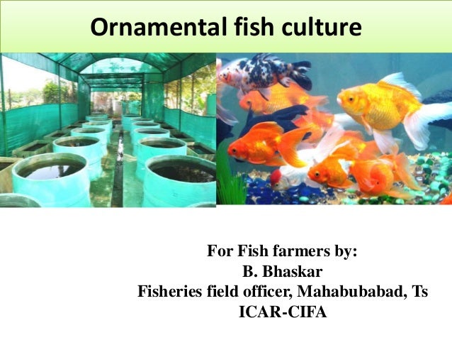 Ornamental fish culture