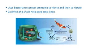 • Uses bacteria to convert ammonia to nitrite and then to nitrate
• Crawfish and snails help keep tank clean
 