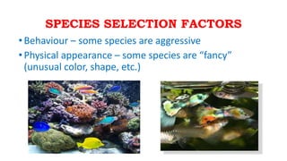 SPECIES SELECTION FACTORS
•Behaviour – some species are aggressive
•Physical appearance – some species are “fancy”
(unusual color, shape, etc.)
 