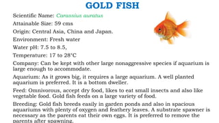 GOLD FISH
Scientific Name: Carassius auratus
Attainable Size: 59 cms
Origin: Central Asia, China and Japan.
Environment: Fresh water
Water pH: 7.5 to 8.5,
Temperature: 17 to 28°C
Company: Can be kept with other large nonaggressive species if aquarium is
large enough to accommodate.
Aquarium: As it grows big, it requires a large aquarium. A well planted
aquarium is preferred. It is a bottom dweller.
Feed: Omnivorous, accept dry food, likes to eat small insects and also like
vegetable food. Gold fish feeds on a large variety of food.
Breeding: Gold fish breeds easily in garden ponds and also in spacious
aquariums with plenty of oxygen and feathery leaves. A substrate spawner is
necessary as the parents eat their own eggs. It is preferred to remove the
parents after spawning.
 