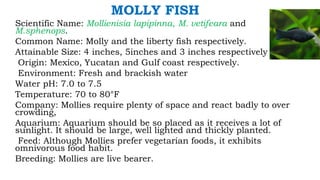 MOLLY FISH
Scientific Name: Mollienisia lapipinna, M. vetifeara and
M.sphenops.
Common Name: Molly and the liberty fish respectively.
Attainable Size: 4 inches, 5inches and 3 inches respectively
Origin: Mexico, Yucatan and Gulf coast respectively.
Environment: Fresh and brackish water
Water pH: 7.0 to 7.5
Temperature: 70 to 80°F
Company: Mollies require plenty of space and react badly to over
crowding,
Aquarium: Aquarium should be so placed as it receives a lot of
sunlight. It should be large, well lighted and thickly planted.
Feed: Although Mollies prefer vegetarian foods, it exhibits
omnivorous food habit.
Breeding: Mollies are live bearer.
 
