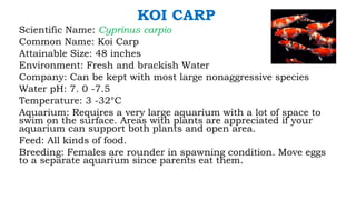 KOI CARP
Scientific Name: Cyprinus carpio
Common Name: Koi Carp
Attainable Size: 48 inches
Environment: Fresh and brackish Water
Company: Can be kept with most large nonaggressive species
Water pH: 7. 0 -7.5
Temperature: 3 -32°C
Aquarium: Requires a very large aquarium with a lot of space to
swim on the surface. Areas with plants are appreciated if your
aquarium can support both plants and open area.
Feed: All kinds of food.
Breeding: Females are rounder in spawning condition. Move eggs
to a separate aquarium since parents eat them.
 