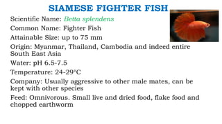 SIAMESE FIGHTER FISH
Scientific Name: Betta splendens
Common Name: Fighter Fish
Attainable Size: up to 75 mm
Origin: Myanmar, Thailand, Cambodia and indeed entire
South East Asia
Water: pH 6.5-7.5
Temperature: 24-29°C
Company: Usually aggressive to other male mates, can be
kept with other species
Feed: Omnivorous. Small live and dried food, flake food and
chopped earthworm
 