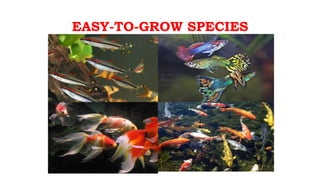 EASY-TO-GROW SPECIES
 