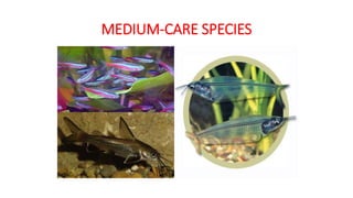 MEDIUM-CARE SPECIES
 