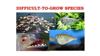 DIFFICULT-TO-GROW SPECIES
 