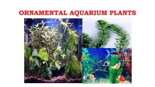 ORNAMENTAL AQUARIUM PLANTS
 