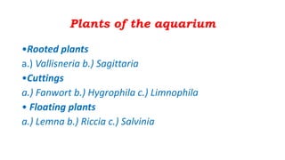 Plants of the aquarium
•Rooted plants
a.) Vallisneria b.) Sagittaria
•Cuttings
a.) Fanwort b.) Hygrophila c.) Limnophila
• Floating plants
a.) Lemna b.) Riccia c.) Salvinia
 