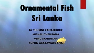Ornamental Fish
Sri Lanka
BY THUSINI RANASHIGHE
MISHALI THEMPANA
VENU SANTHITAN
SUPUN ABAYAWARDANA

 