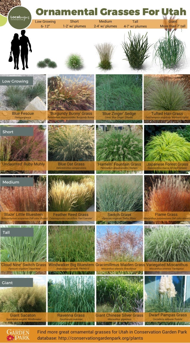 landscape grasses