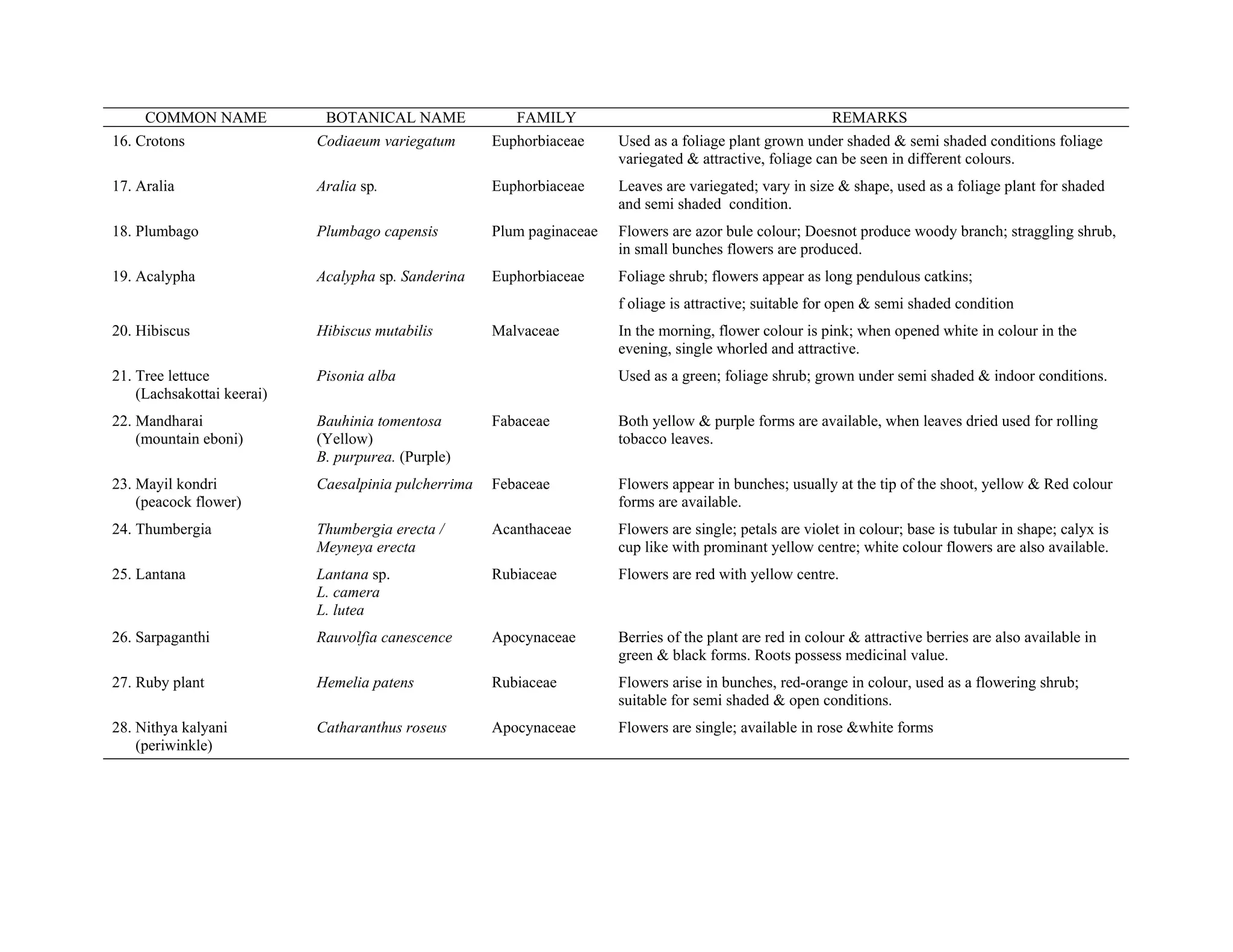 COMMON NAME BOTANICAL NAME FAMILY REMARKS
16. Crotons Codiaeum variegatum Euphorbiaceae Used as a foliage plant grown under shaded & semi shaded conditions foliage
variegated & attractive, foliage can be seen in different colours.
17. Aralia Aralia sp. Euphorbiaceae Leaves are variegated; vary in size & shape, used as a foliage plant for shaded
and semi shaded condition.
18. Plumbago Plumbago capensis Plum paginaceae Flowers are azor bule colour; Doesnot produce woody branch; straggling shrub,
in small bunches flowers are produced.
19. Acalypha Acalypha sp. Sanderina Euphorbiaceae Foliage shrub; flowers appear as long pendulous catkins;
f oliage is attractive; suitable for open & semi shaded condition
20. Hibiscus Hibiscus mutabilis Malvaceae In the morning, flower colour is pink; when opened white in colour in the
evening, single whorled and attractive.
21. Tree lettuce
(Lachsakottai keerai)
Pisonia alba Used as a green; foliage shrub; grown under semi shaded & indoor conditions.
22. Mandharai
(mountain eboni)
Bauhinia tomentosa
(Yellow)
B. purpurea. (Purple)
Fabaceae Both yellow & purple forms are available, when leaves dried used for rolling
tobacco leaves.
23. Mayil kondri
(peacock flower)
Caesalpinia pulcherrima Febaceae Flowers appear in bunches; usually at the tip of the shoot, yellow & Red colour
forms are available.
24. Thumbergia Thumbergia erecta /
Meyneya erecta
Acanthaceae Flowers are single; petals are violet in colour; base is tubular in shape; calyx is
cup like with prominant yellow centre; white colour flowers are also available.
25. Lantana Lantana sp.
L. camera
L. lutea
Rubiaceae Flowers are red with yellow centre.
26. Sarpaganthi Rauvolfia canescence Apocynaceae Berries of the plant are red in colour & attractive berries are also available in
green & black forms. Roots possess medicinal value.
27. Ruby plant Hemelia patens Rubiaceae Flowers arise in bunches, red-orange in colour, used as a flowering shrub;
suitable for semi shaded & open conditions.
28. Nithya kalyani
(periwinkle)
Catharanthus roseus Apocynaceae Flowers are single; available in rose &white forms
 