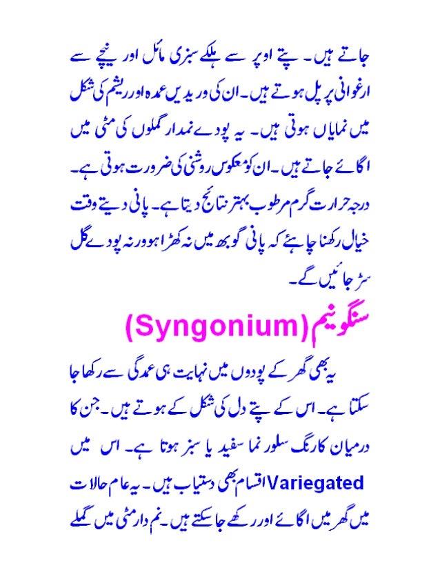 Ornamental plant urdu