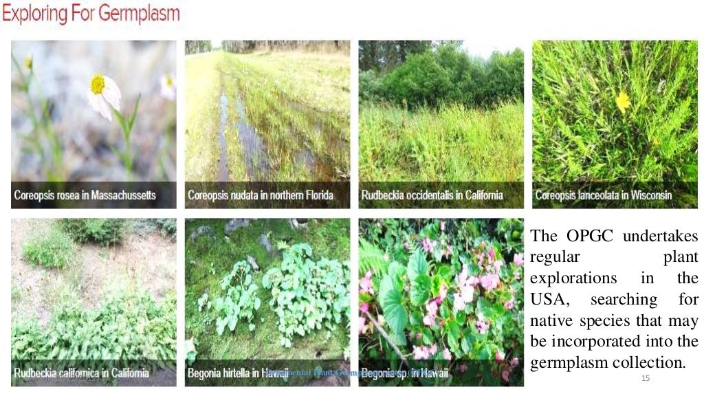 Ornamental plant germplasm