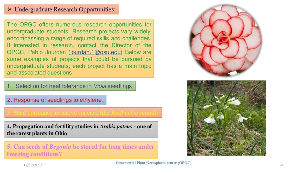 Ornamental plant germplasm