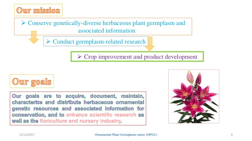 Ornamental plant germplasm
