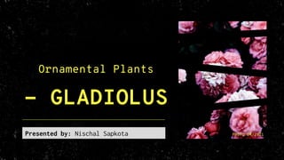 Ornamental Plants
- GLADIOLUS
Presented by: Nischal Sapkota PHOTO 04/2021
 