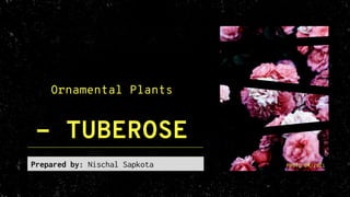 Ornamental Plants
- TUBEROSE
Prepared by: Nischal Sapkota PHOTO 04/2021
 