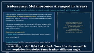 The Science of Feather Colors: Pigments, Structure, and Signaling in ...