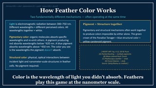 The Science of Feather Colors: Pigments, Structure, and Signaling in ...