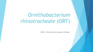 Ornithobacterium
rhinotracheale (ORT)
EMVZ. Cinthya Vanesa Aguilar Rangel.
 