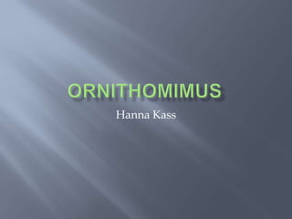 Ornithomimus Hanna Kass 