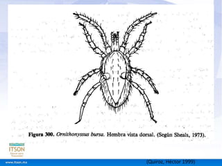 (Quiroz, Héctor 1999) 
 