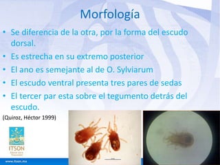 Morfología 
• Se diferencia de la otra, por la forma del escudo 
dorsal. 
• Es estrecha en su extremo posterior 
• El ano es semejante al de O. Sylviarum 
• El escudo ventral presenta tres pares de sedas 
• El tercer par esta sobre el tegumento detrás del 
escudo. 
(Quiroz, Héctor 1999) 
 