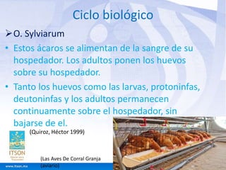 Ciclo biológico 
O. Sylviarum 
• Estos ácaros se alimentan de la sangre de su 
hospedador. Los adultos ponen los huevos 
sobre su hospedador. 
• Tanto los huevos como las larvas, protoninfas, 
deutoninfas y los adultos permanecen 
continuamente sobre el hospedador, sin 
bajarse de el. 
(Las Aves De Corral Granja 
(aviario) 
 