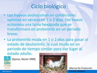 Ciclo biológico 
• Los huevos evolucionan en condiciones 
optimas en verano en 1 o 2 días. Del huevo 
eclosiona una larva hexápoda que se 
transformara en protoninfa en un periodo 
breve. 
• La protoninfa muda en 1 o 2 días para pasar al 
estado de deutoninfa, la cual muda en un 
periodo de tiempo similar para dar lugar al 
estado adulto. 
(Manual De Producción 
Avícola: Nidales) 
 