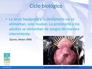 Ciclo biológico 
• La larva hexápoda y la deutoninfa no se 
alimentan, solo mudan. La protoninfa y los 
adultos se alimentan de sangre de manera 
intermitente. 
(La pluma del gallo- Gallos Y Galleros) 
 