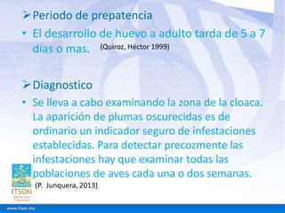 Periodo de prepatencia 
• El desarrollo de huevo a adulto tarda de 5 a 7 
días o mas. 
Diagnostico 
• Se lleva a cabo examinando la zona de la cloaca. 
La aparición de plumas oscurecidas es de 
ordinario un indicador seguro de infestaciones 
establecidas. Para detectar precozmente las 
infestaciones hay que examinar todas las 
poblaciones de aves cada una o dos semanas. 
 