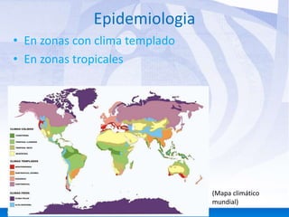 Epidemiologia 
• En zonas con clima templado 
• En zonas tropicales 
(Mapa climático 
mundial) 
 