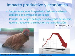 Impacto productivo y económico 
• Se producen en el hospedador lesiones cutáneas 
debidas a la perforación de la piel 
• Perdida de sangre da lugar a cierto grado de anemia, 
que se traduce en disminución de la producción, 
(Cosas que se cuentan en el gallinero) (Relación- Costo) 
 